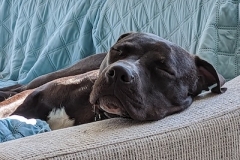 Hank-Sleeping