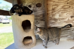 HoudiniCinnamonMayCFC1-800x600