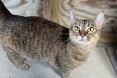 HoudiniMayCFC-712x600