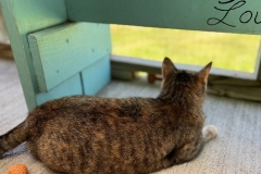 HoudiniMayCFC2-747x600