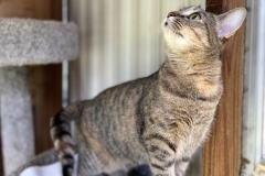 HoudiniMayCFC3-738x600