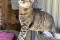 HoudiniMayCFC4-676x600