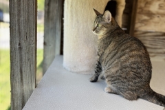 HoudiniMayCFC6-800x553