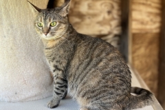 HoudiniMayCFC9-738x600