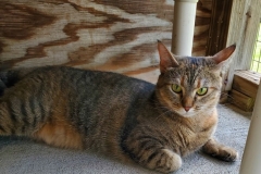 HoudiniVolCFC-665x600