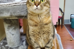 HoudiniVolCFC2-515x600