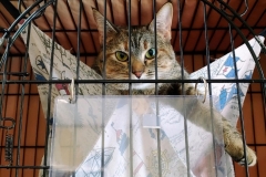 HoundiniMarchCFC1-732x600