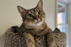 HoundiniOctCFC1-729x600