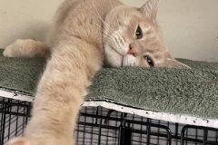 Itty-Bitty-Kitty-March-2024-1