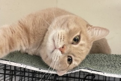 Itty-Bitty-Kitty-March-2024-5