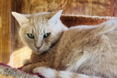 IttyBittyKittyOct-copy