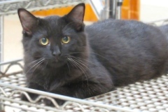 Jaffa-Oct-7-2025-4