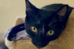 Louie-June-25-2025-10