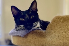 Louie-June-25-2025-12
