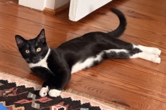 Louie-while-in-1st-adopters-home-Spring-2025-10