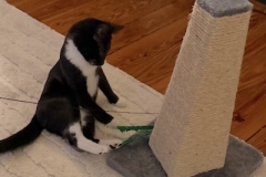 Louie-while-in-1st-adopters-home-Spring-2025-11