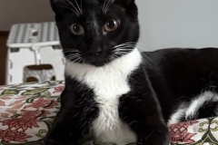 Louie-while-in-1st-adopters-home-Spring-2025-2
