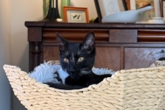 Louie-while-in-1st-adopters-home-Spring-2025-6