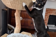 Louie-while-in-1st-adopters-home-Spring-2025-8