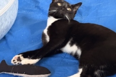 Louie-while-in-1st-adopters-home-Spring-2025-9