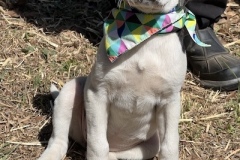 LuckyPup1-copy