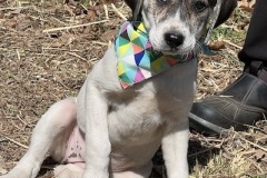 LuckyPup5-copy