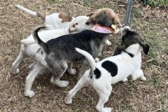 Pups2-copy