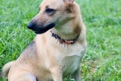 Luna_GSD_1