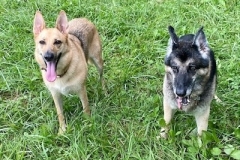 Luna_GSD_2