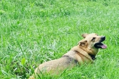 Luna_GSD_4