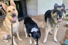 Luna_GSD_5