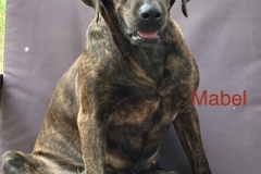 Mabel-1