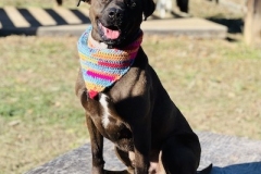 MaverickDecCFC2-copy