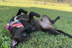 MaverickSeptCFC-copy-717x600