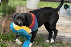 Screenshot-2023-06-21-at-3.01.16-PM-710x600