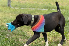 Screenshot-2023-06-21-at-3.01.40-PM-800x597