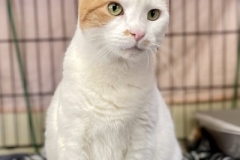 Mosaic-Oct-22-2025-1