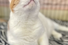 Mosaic-Oct-22-2025-3