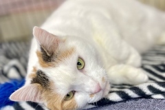 Mosaic-Oct-22-2025-5