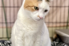 Mosaic-Oct-22-2025-7