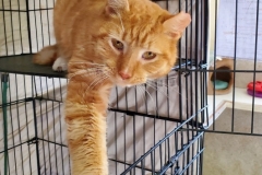 MrCatCFC2-531x600