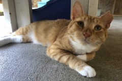 MrCatJulyCFC2-800x600