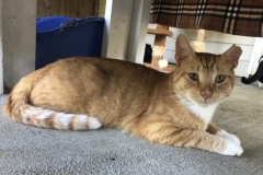 MrCatJulyCFC5-800x578