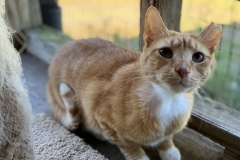 MrCatMayCFC-670x600