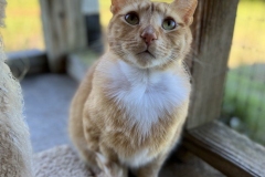 MrCatMayCFC6-621x600