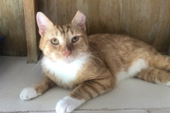 MrCatMayCFC6-762x600