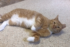 MrCatMayCFC8-800x579