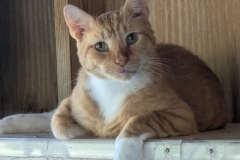 MrCatOct