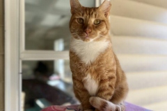 MrCatOctCFC-709x600