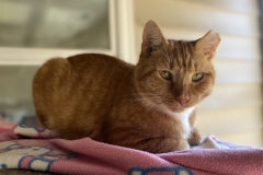 MrCatOctCFC1-774x600